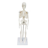 Body Skeleton Model Removable for Learn Human Skeleton System Study Teaching