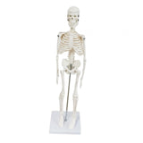 Body Skeleton Model Removable for Learn Human Skeleton System Study Teaching