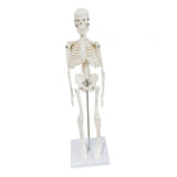 Body Skeleton Model Removable for Learn Human Skeleton System Study Teaching