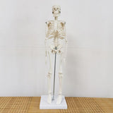 Body Skeleton Model Removable for Learn Human Skeleton System Study Teaching