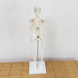 Body Skeleton Model Removable for Learn Human Skeleton System Study Teaching