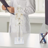 Body Skeleton Model Removable for Learn Human Skeleton System Study Teaching