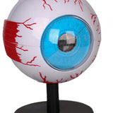 Maxbell Human Eye Anatomical Model Enlarged Eyeball Model for Display Students Study