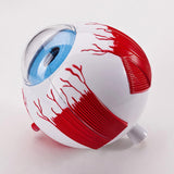Maxbell Human Eye Anatomical Model Enlarged Eyeball Model for Display Students Study