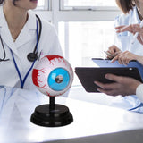 Maxbell Human Eye Anatomical Model Enlarged Eyeball Model for Display Students Study