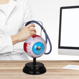 Maxbell Human Eye Anatomical Model Enlarged Eyeball Model for Display Students Study