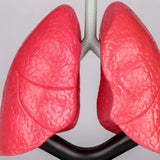 Maxbell Respiratory System Model Human Lung Puzzle for Demonstration Kids Child Home