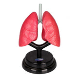 Maxbell Respiratory System Model Human Lung Puzzle for Demonstration Kids Child Home