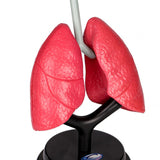 Maxbell Respiratory System Model Human Lung Puzzle for Demonstration Kids Child Home