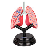 Maxbell Respiratory System Model Human Lung Puzzle for Demonstration Kids Child Home
