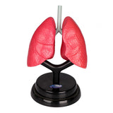 Maxbell Respiratory System Model Human Lung Puzzle for Demonstration Kids Child Home