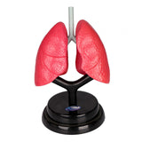 Maxbell Respiratory System Model Human Lung Puzzle for Demonstration Kids Child Home