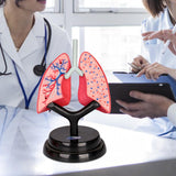 Maxbell Respiratory System Model Human Lung Puzzle for Demonstration Kids Child Home