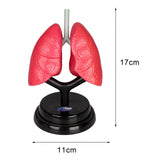 Maxbell Respiratory System Model Human Lung Puzzle for Demonstration Kids Child Home