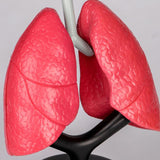 Maxbell Respiratory System Model Human Lung Puzzle for Demonstration Kids Child Home