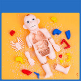 Maxbell Human Body Model for Kids Teaching Model for Children Home Spatial Awareness