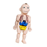 Maxbell Human Body Model for Kids Teaching Model for Children Home Spatial Awareness