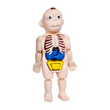 Maxbell Human Body Model for Kids Teaching Model for Children Home Spatial Awareness
