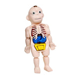 Maxbell Human Body Model for Kids Teaching Model for Children Home Spatial Awareness