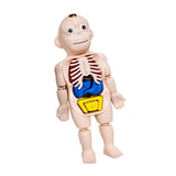 Maxbell Human Body Model for Kids Teaching Model for Children Home Spatial Awareness