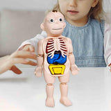 Maxbell Human Body Model for Kids Teaching Model for Children Home Spatial Awareness