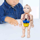 Maxbell Human Body Model for Kids Teaching Model for Children Home Spatial Awareness
