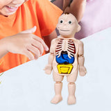 Maxbell Human Body Model for Kids Teaching Model for Children Home Spatial Awareness