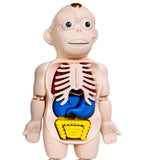 Maxbell Human Body Model for Kids Teaching Model for Children Home Spatial Awareness