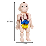 Maxbell Human Body Model for Kids Teaching Model for Children Home Spatial Awareness