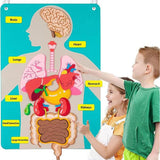 Teaching Body Parts Felt Board Diy Body Structure Puzzle for Gift Kids