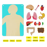 Teaching Body Parts Felt Board Diy Body Structure Puzzle for Gift Kids