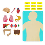 Teaching Body Parts Felt Board Diy Body Structure Puzzle for Gift Kids