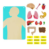 Teaching Body Parts Felt Board Diy Body Structure Puzzle for Gift Kids