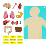 Teaching Body Parts Felt Board Diy Body Structure Puzzle for Gift Kids