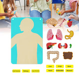 Teaching Body Parts Felt Board Diy Body Structure Puzzle for Gift Kids