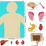 Teaching Body Parts Felt Board Diy Body Structure Puzzle for Gift Kids