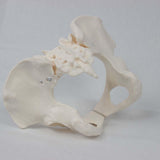 Female Pelvis Model Flexible for Science Education Teaching Learning Display