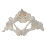 Female Pelvis Model Flexible for Science Education Teaching Learning Display