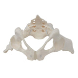 Female Pelvis Model Flexible for Science Education Teaching Learning Display