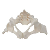 Female Pelvis Model Flexible for Science Education Teaching Learning Display