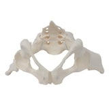 Female Pelvis Model Flexible for Science Education Teaching Learning Display