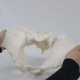 Female Pelvis Model Flexible for Science Education Teaching Learning Display