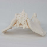 Female Pelvis Model Flexible for Science Education Teaching Learning Display