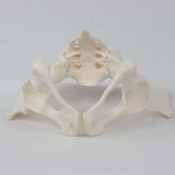 Female Pelvis Model Flexible for Science Education Teaching Learning Display