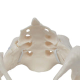 Female Pelvis Model Flexible for Science Education Teaching Learning Display