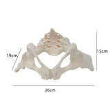 Female Pelvis Model Flexible for Science Education Teaching Learning Display