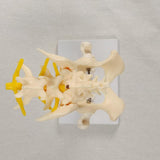 Anatomical Mould Lifelike Portable Craft Decorative Dog Skeleton Display Mould Hip Joint