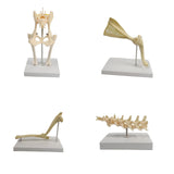 Anatomical Mould Lifelike Portable Craft Decorative Dog Skeleton Display Mould Hip Joint