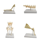 Anatomical Mould Lifelike Portable Craft Decorative Dog Skeleton Display Mould Hip Joint