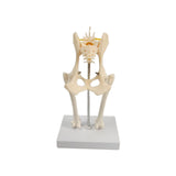 Anatomical Mould Lifelike Portable Craft Decorative Dog Skeleton Display Mould Hip Joint